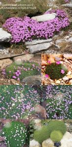 Yoğun kokulu alpin karanfil dianthus erinaceus alpinus