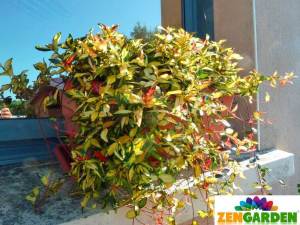 Yer örtücü yasemin fidanı trachelospermum asiaticum ogon nishiki