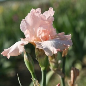 Pink horizon iris süsen çiçeği germanica