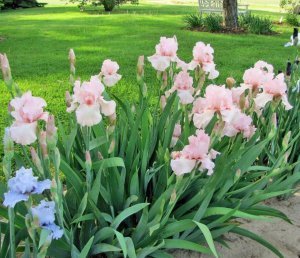Pink horizon iris süsen çiçeği germanica