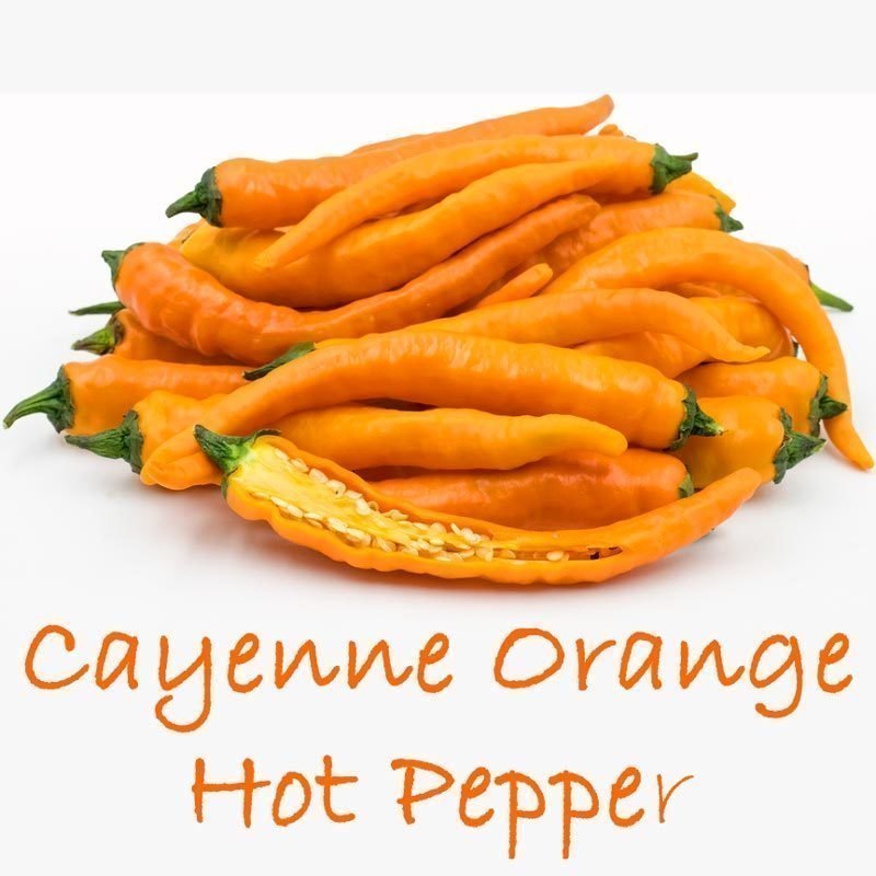 Turuncu cayenne acı biber tohumu Orange Cayenne Chile Peppers