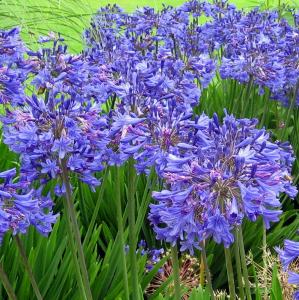 Headbourne mavi agapanthus şevkat çiçeği saksıda