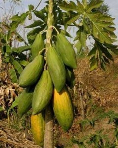 Tropik carica papaya tohumu