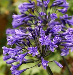 Headbourne mavi agapanthus şevkat çiçeği saksıda