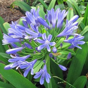Queen Anne açık mavi agapanthus şevkat çiçeği saksıda