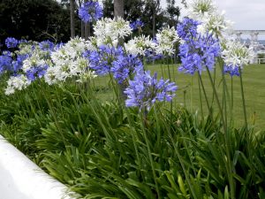Blue umbrella mavi agapanthus umbellatus şevkat çiçeği saksıda