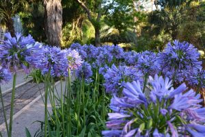 Blue umbrella mavi agapanthus umbellatus şevkat çiçeği saksıda