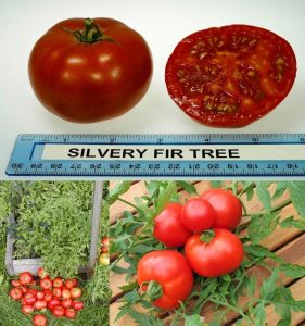 Silvery Fir Tree domates tohumu geleneksel