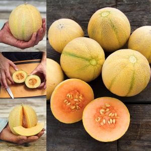 Minyatür minesota kavun tohumu geleneksel minnesota midget melon heirloom seeds