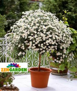 Beyaz çeşme papatyası argyranthemum limero white