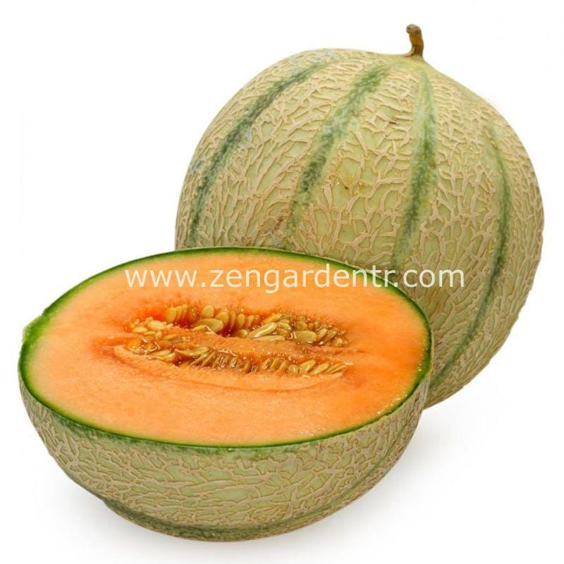 Şekerküpü kavun tohumu geleneksel honey rock melon seeds