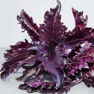 Kızıl mor fırfır kenarlı iri yapraklı reyhan tohumu purple ruffles basil