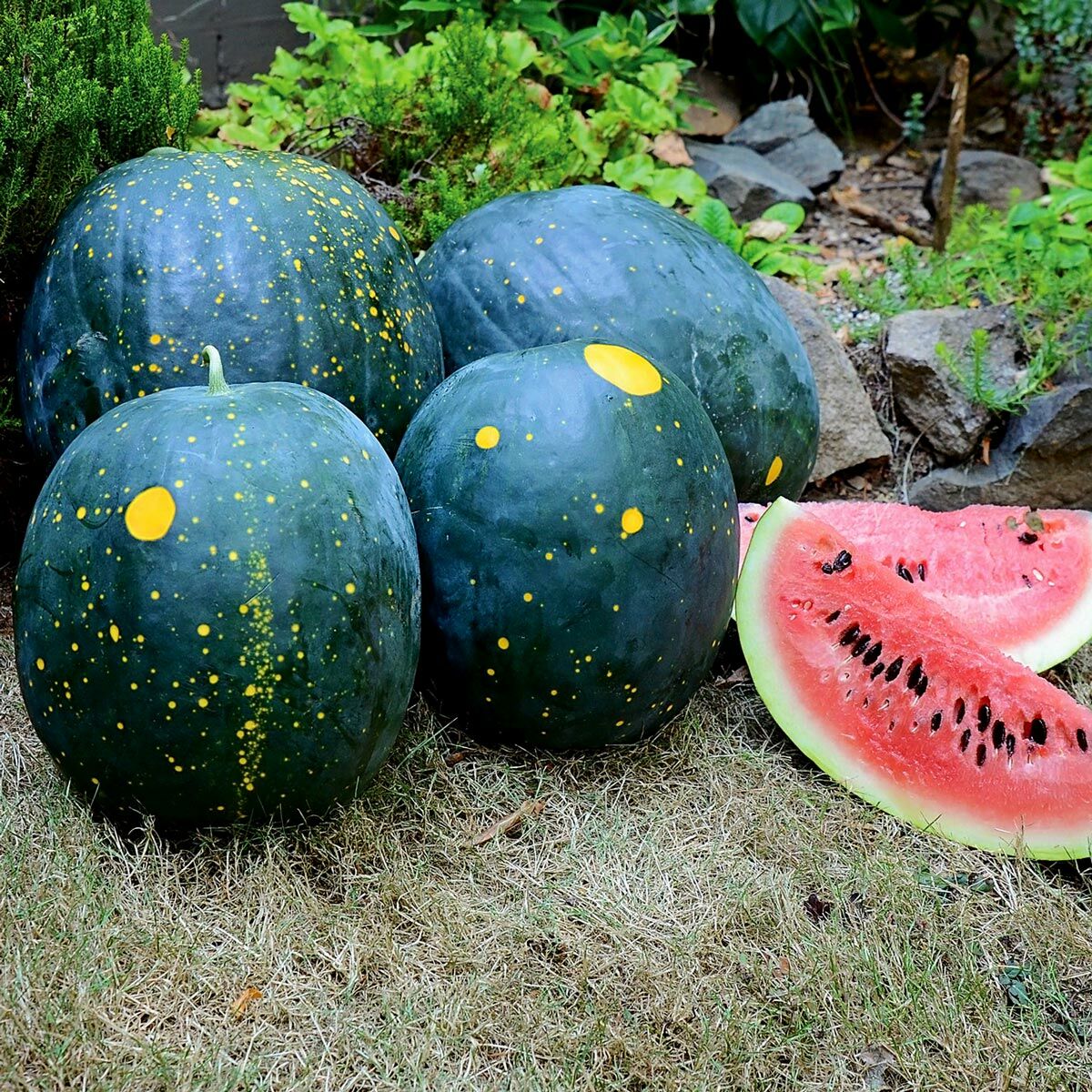 Moon and stars karpuz tohumu geleneksel heirloom watermelon seeds