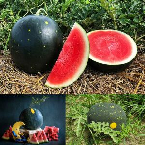 Moon and stars karpuz tohumu geleneksel heirloom watermelon seeds