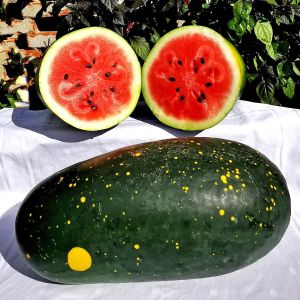 Moon and stars karpuz tohumu geleneksel heirloom watermelon seeds