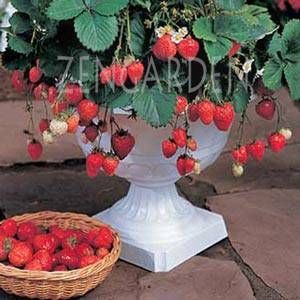 Sarkan saksı çilek tohumu strawberry temptation cascade