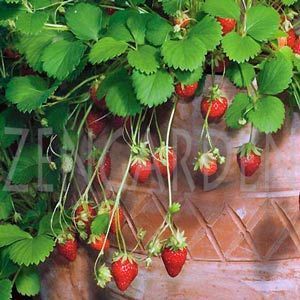 Sarkan saksı çilek tohumu strawberry temptation cascade