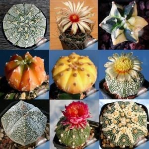 Astrophytum kaktüs tohumu karışımı