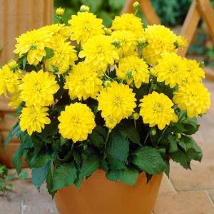 Yıldız çiçeği fidesi dalya dahlia XL lubega power yellow