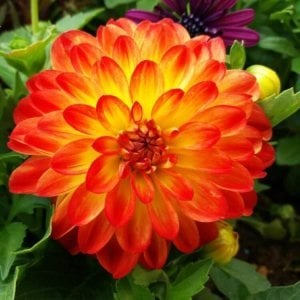 Yıldız çiçeği fidesi dalya dahlia XL lubega power yellow orange