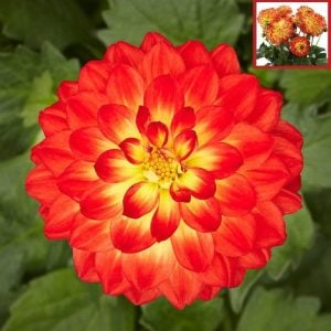Yıldız çiçeği fidesi dalya dahlia XL lubega power yellow orange