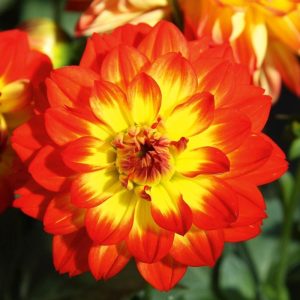 Yıldız çiçeği fidesi dalya dahlia XL lubega power yellow orange