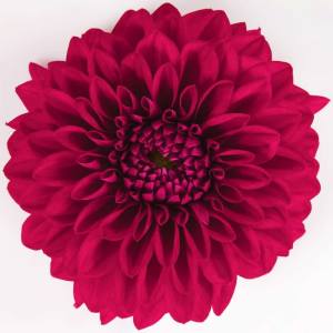 Yıldız çiçeği fidesi dalya dahlia lubega XL burgundy