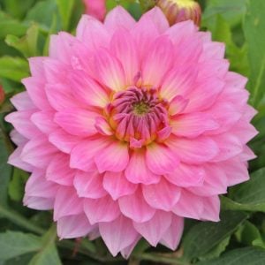 Yıldız çiçeği fidesi dalya dahlia XL lubega power rose bicolor