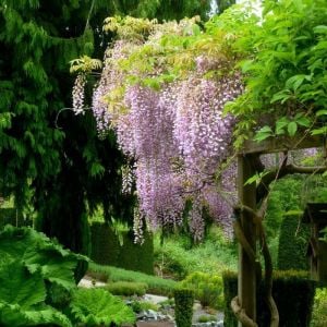 Pembe wisteria fidanı mor salkım ithal wisteria sinensis