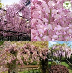 Pembe wisteria fidanı mor salkım ithal wisteria sinensis