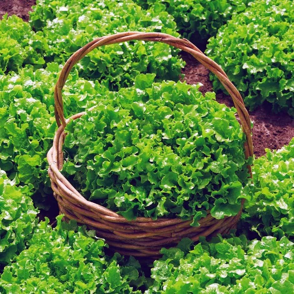 Salad bowl green marul tohumu kıvırcık atalık