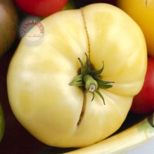 Beyaz söğüşlük domates tohumu geleneksel white wonder tomato seeds