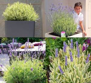 Çift renk lavanta fidesi lavandula angustifolia platinum blonde