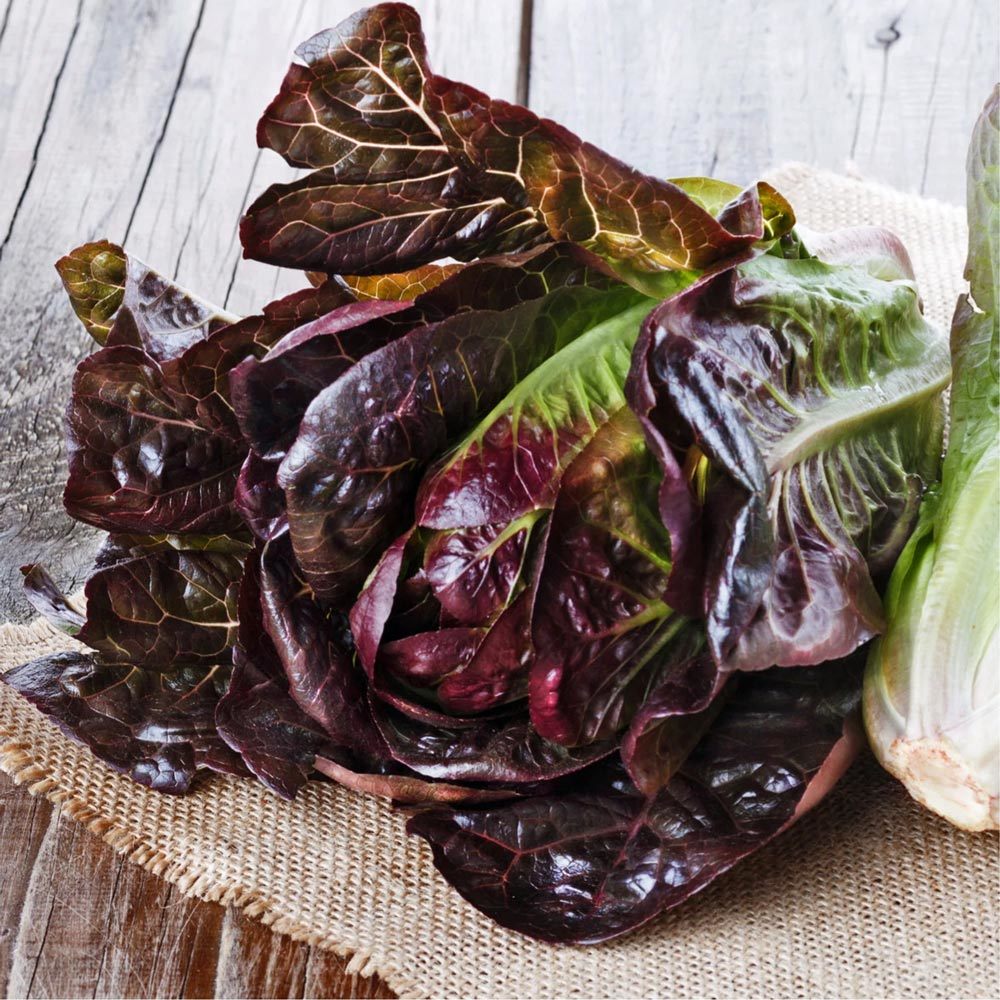 Red romaine kırmızı marul tohumu atalık kışa dayanıklı