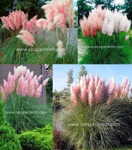 Pembe pampas fidesi cortaderia selloana süs sazı