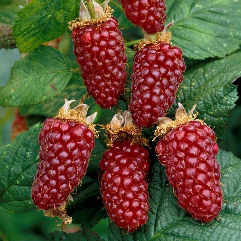 Tayberry fidanı ithal rubus