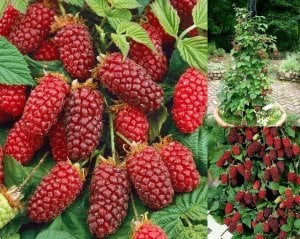 Tayberry fidanı ithal rubus