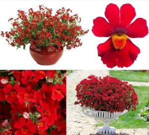 Kırmızı nemezya çiçeği fidesi nemesia lyric red