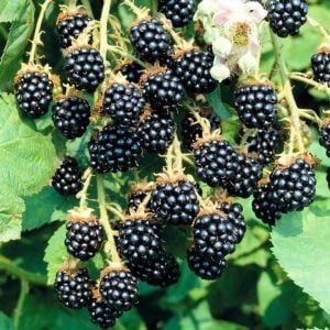 Kara böğürtlen fidanı ithal rubus himalayas blackberry