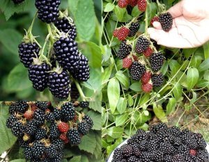 Kara böğürtlen fidanı ithal rubus himalayas blackberry