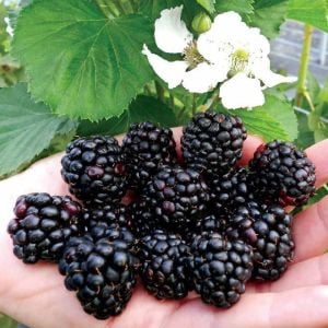 Kara böğürtlen fidanı ithal rubus himalayas blackberry