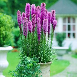 Liatris tohumu değnek çiçeği dense blazing star