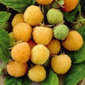 Sarı frambuaz fidanı ithal rubus yellow raspberry fall gold