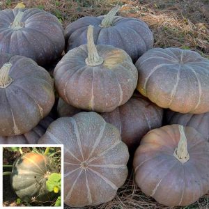 Strawberry crown kışlık kabak tohumu winter squash