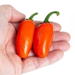 Turuncu jalapeno acı biber tohumu orange spice jalapeno