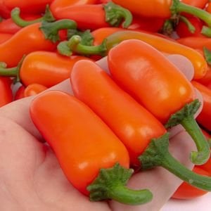 Turuncu jalapeno acı biber tohumu orange spice jalapeno