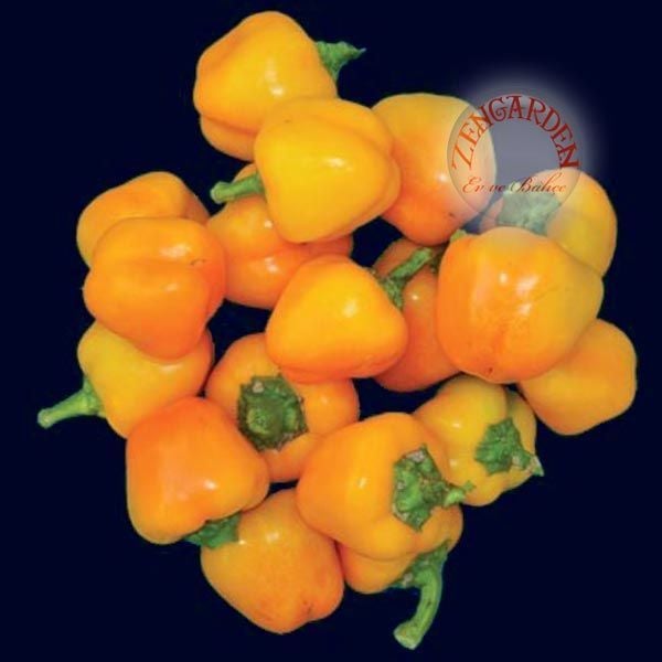 Sarı mini dolmalık biber tohumu sweet mini bell yellow pepper