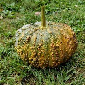 Musquee de Maroc balkabağı tohumu winter squash