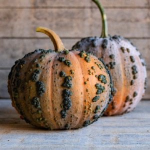 Musquee de Maroc balkabağı tohumu winter squash