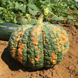 Musquee de Maroc balkabağı tohumu winter squash